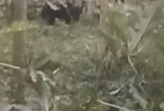 Heboh! 2 Ekor Beruang Masuk Ladang Warga Kerinci, Tanaman Rusak