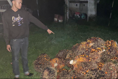 Kasus Pencurian : 45 Tandan Sawit Milik PT Citra Koprasindo Dicuri