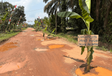 Kesal Menahun, Warga Talang Belido ‘Sulap’ Jalan Rusak Jadi Kebun Pisang