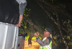 Longsor dan Pohon Tumbang di Jalur Sungai Penuh–Tapan, Akses Truk Masih Terhambat