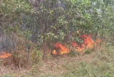 Kebakaran Lahan Hampir 1 Hektar Lahan Di Jelutung Terbakar Kota Jambi