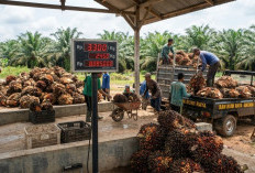 Harga TBS Sawit di Batang Hari Menguat, di Tingkat RAM Tembus Rp. 3.300 per Kilogram