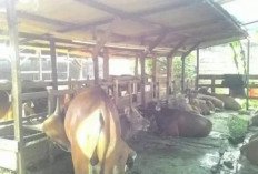 Cegah Zoonosis, Distan Kota Jambi Perketat Lalu Lintas Ternak