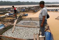 Ribuan Ikan Keramba di Batang Hari Mendadak Mati, Petani Rugi Puluhan Juta