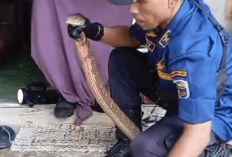 Masuk Permukiman Warga, King Kobra 3 Meter Dievakuasi Tim Damkar
