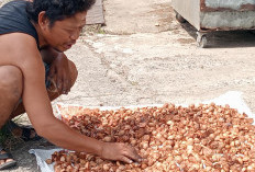 Harga Pinang di tanjabtimur Tembus Rp25 Ribu per Kilogram, Petani sumringah