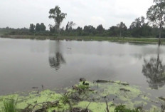 600 Hektar Lahan CSR di Batang Hari Terendam Banjir, Proses Tanam Padi Terhambat