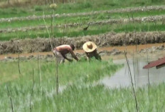4.981 Hektar Lahan Persawahan di Batang Hari Sudah Ditanami Padi