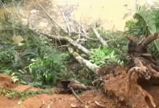  7 Kecamatan di Batang Hari Masuk Zona Rawan Longsor Akibat Abrasi Tebing Sungai