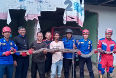 Masuk Area Kos, Ular Piton Sepanjang 4 Meter Bikin Panik Warga Talang Babat