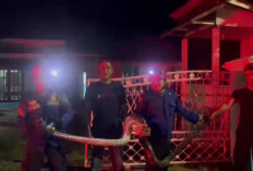 Petugas Damkar Batang Hari Tangkap Ular Piton di Depan Rumah Warga