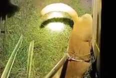 Respons Cepat Damkartan Kota Jambi, Evakuasi Anjing Terjepit di Pagar Rumah Warga Jelutung