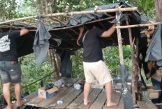 Polisi Amankan Terduga Pelaku Narkoba di Pondok Terpal Atas Bukit di Sarolangun