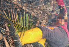 Seorang Warga Tebo Meninggal Dunia, Saat Padamkan Api Dikebunnya