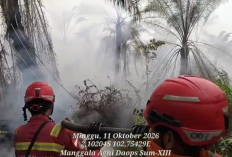 Sempat Redup, 20 Hektare Lahan Gambut Di Air Hitam Kembali Terbakar