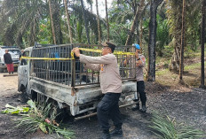 Suzuki Carry Terbakar di Tengah Jalan, Kobaran Api Sambar Kabel PLN