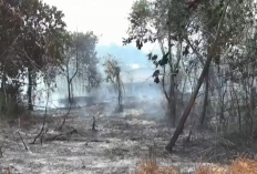 Ancaman Karhutla Mengintai, 195 Titik Panas Terdeteksi di Provinsi Jambi