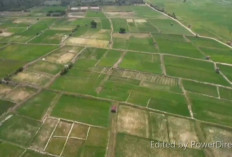 1.200 Hektare Sawah di Batang Hari Kekeringan, 183 Hektare Terancam Puso