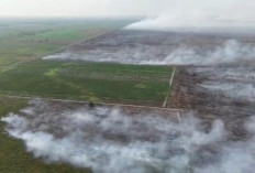 Manggala Agni Kerahkan 104 Personel Tambahan, Padamkan Karhutla di 8 Titik di Jambi