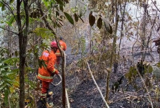 Karhutla di Batang Hari Meluas, 263,4 Hektare Hutan dan Lahan Terbakar