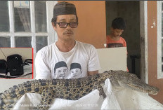 Terperangkap Lukah, Warga Temukan Seekor Buaya Berkalung Tas