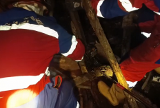Tim Damkar Kota Jambi Berhasil Evakuasi Ular di Lorong Talaga Biru, Kelurahan Selamat
