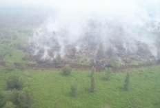 Karhutla Tanjab Timur, Kobaran Api Terpantau di TN Berbak dan Hutan Lindung Gambut