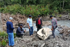 Penemuan Tulang Berukuran Besar Ditemukan Di Tanjab Barat