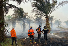 Diterjang Api dari Tanjabtim, 30 Hektare Lahan di Sungai Aur Muaro Jambi Terbakar