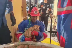 Dramatis, Tim Damkar Kota Jambi Evakuasi Kucing dari Sumur Sedalam 10 Meter