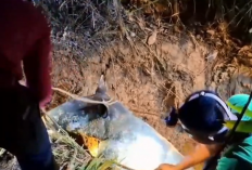 Dramatis! Seekor Tapir Sumatra Terjebak Sumur Tua di Candi Muaro Jambi Berhasil Dievakuasi