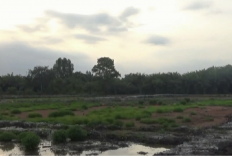 Progres Cetak Sawah Rakyat Batang Hari, 503 Hektare Lahan CSR Belum Ditanami Padi