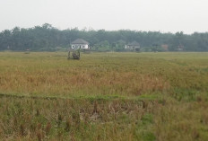 Kemarau Panjang, 100 Hektare Sawah di Tebo Gagal Panen