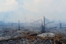 Siaga Karhutla! Ratusan Hektare Lahan Terbakar di Tebo, Warga Diminta Waspada