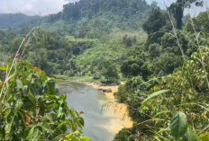 Aktivitas PETI Masih terjadi di Kawasan Hutan TNKS Wilayah Penetai Tamiai Kerinci