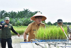 Bupati Mhd. Fadhil Arief Targetkan 8.252 Hektar Lahan Ditanami Padi