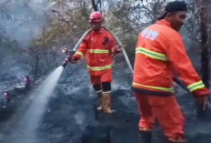 Dua Hektare Kebun Sawit dan Karet di Muara Tembesi Terbakar, Diduga Akibat Bakar Sampah