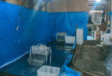 Harga Udang Ketak Stabil, Pemasok Ikan Sebut Pasokan Berkurang Dari Hasil Nelayan Melaut