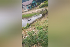 Buaya 4 Meter Muncul di Parit Permukiman Catur Rahayu, Warga Dendang Ketakutan