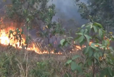 Kawasan Tahura Terbakar 10 Hektare Lebih Kawasan Tahura Di Batang Hari Terbakar Kabupaten Batang Hari