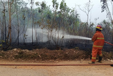 Damkar Muaro Jambi Kembali Berjibaku Padamkan Kebakaran Lahan di Jaluko