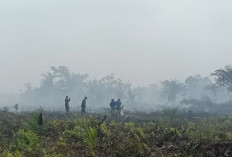 Kebarakan Lahan Gambut Di Sungai Abang, Luas Lahan Sudah Lebih Dari 20 Hektar 