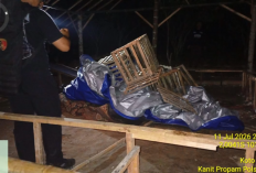 Polisi Gerebek Arena Sabung Ayam Di Kerinci, Pelaku Kabur Tinggalkan Sejumlah Barang Bukti