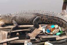 Buaya Gempal Asik Berjemur Di Jamban Sungai Betara