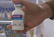 Cegah Penularan PMK, 1.000 Dosis Vaksin Disalurkan untuk Hewan Ternak di Batanghari