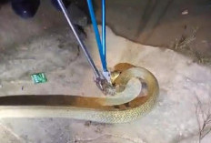 Mencekam! Ular Kobra Masuk Rumah Warga di Muaro Jambi Saat Malam Lebaran