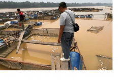 Dampak Kemarau, Ribuan Ikan Keramba di Desa Aro Mendadak Mati