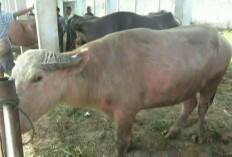 Jumlah Hewan Qurban di Batang Hari Tersedia 1.281 Ekor