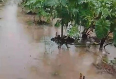 Proyek Perumahan Diduga Jadi Biang Banjir, Petani Kasang Pudak Rugi Puluhan Juta