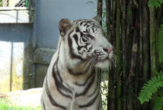 Meski Anggaran Terbatas, Taman Rimbo Zoo Jambi Pastikan 216 Satwa Tetap Terawat Optimal